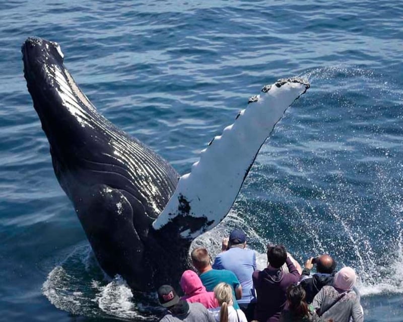 Boston Whale Watching Cruise to Stellwagen Bank