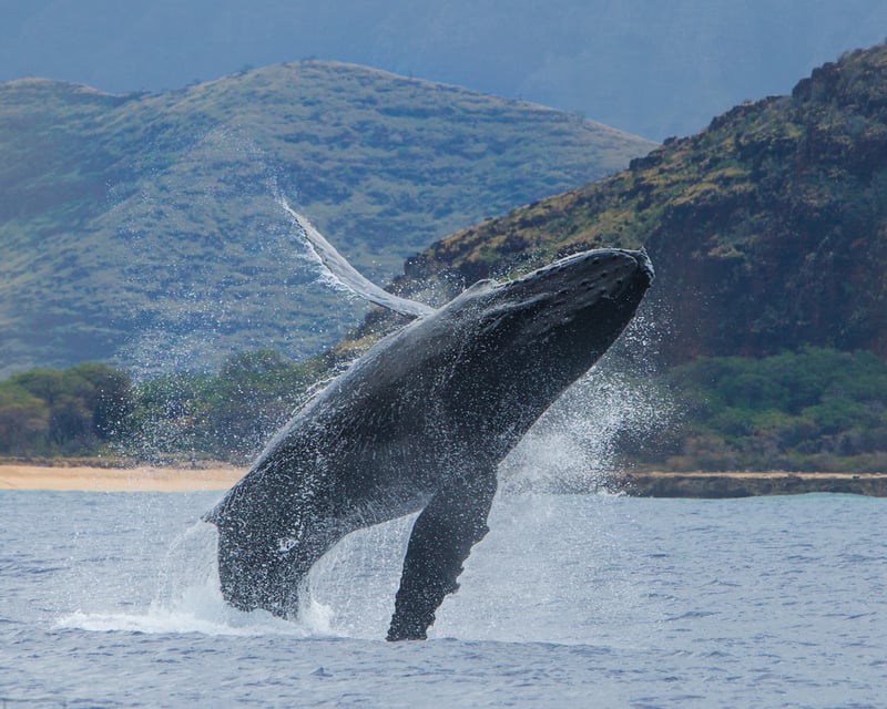 3-Hour Humpback Whale Watch Cruise in Oahu