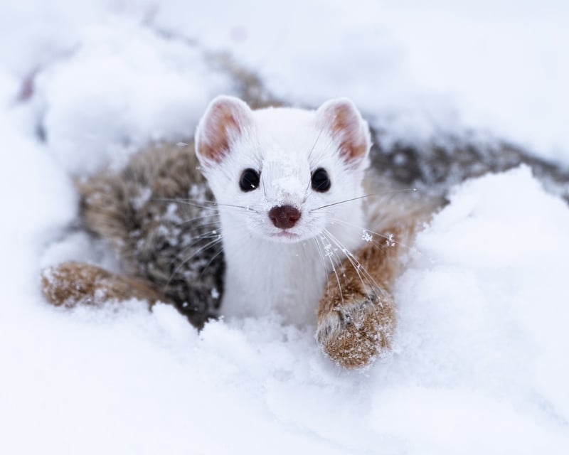 Private Winter Wildlife Safari in Grand Teton National Park