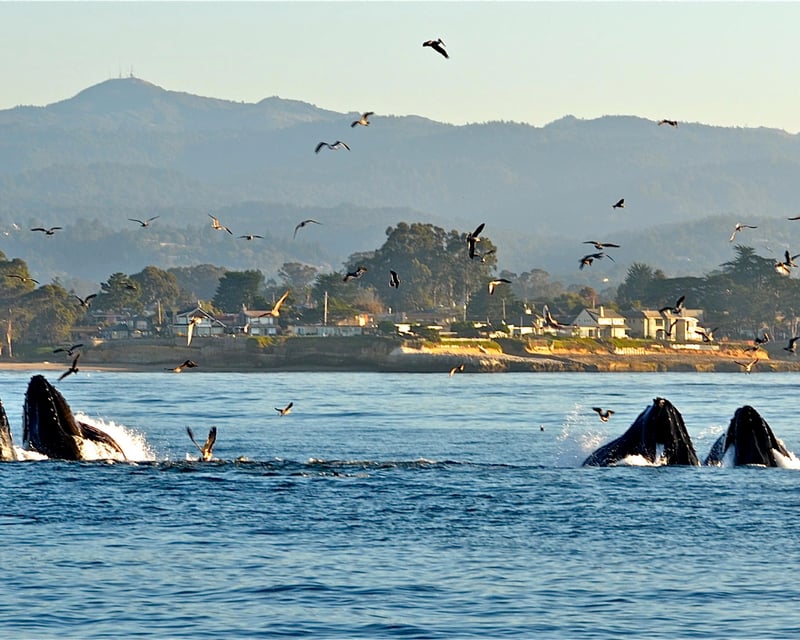 3.5-Hour Santa Cruz Whale Watching Cruise