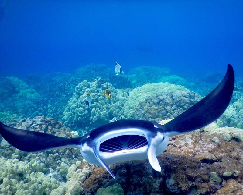 Late-Night Manta Ray Snorkeling Tour in Kona
