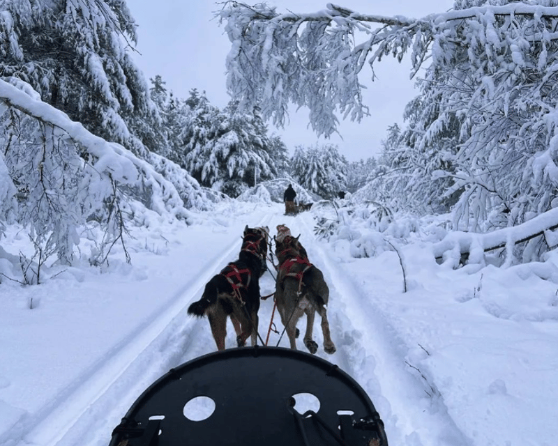 2.5 Hour Dog Sledding Experience