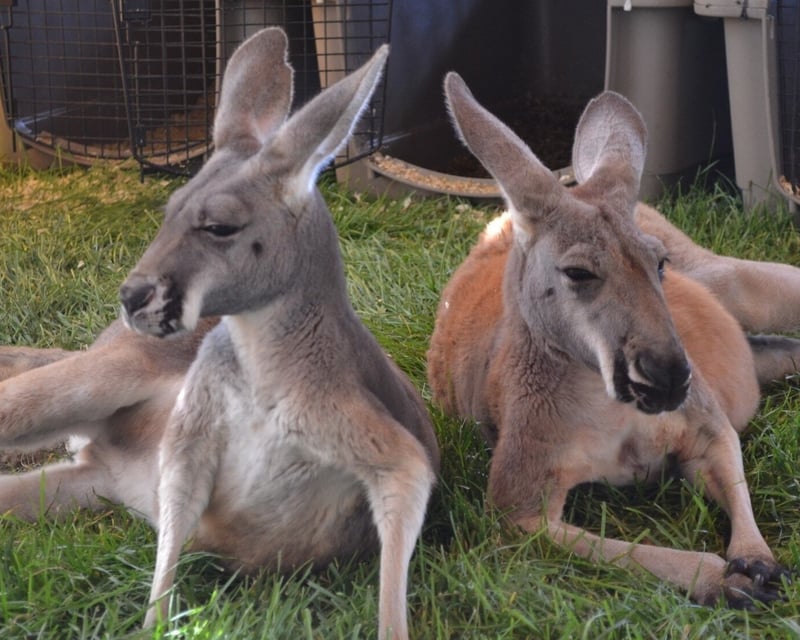 Down Under Wildlife Park Tour in Elizabeth, Colorado
