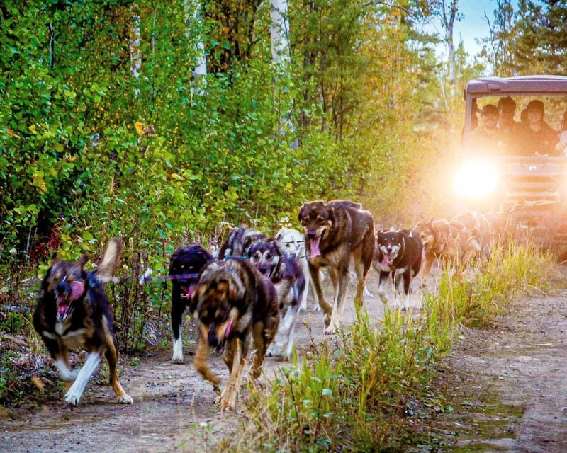 Ride a Summer Sled Dog UTV Tour in McCarthy