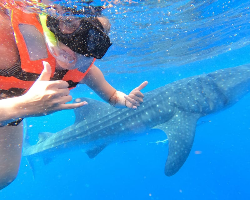 Private Whale Shark Snorkeling Tour Isla Mujeres