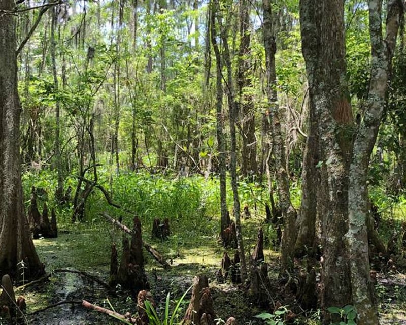 New Orleans Airboat Swamp & City Tour