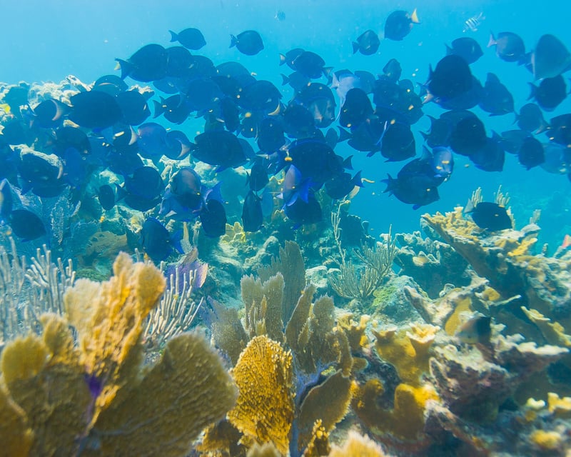 Shallow Coral Reef Snorkel Tour in Key Largo