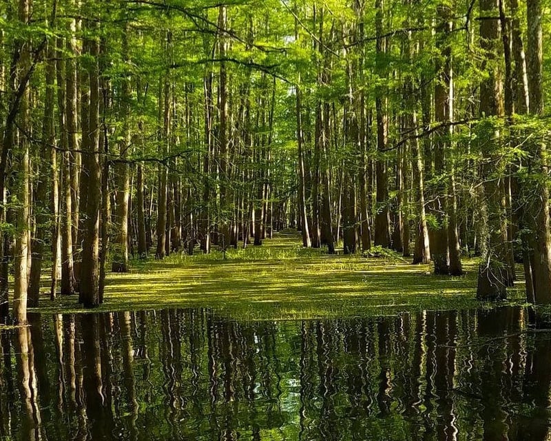 2-Hour Guided Swamp Tour in the Atchafalaya Basin