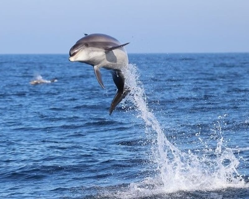 Lewes Dolphin Watching Research Cruise