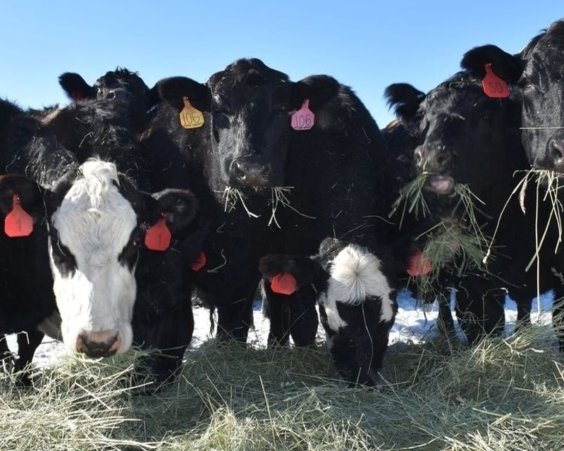 Hands-On Working Beef Farm Tour in Coalville, Utah
