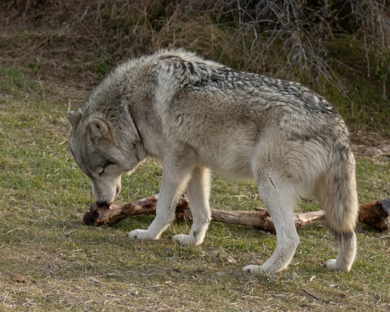 Wolf Feeding Tour at California Wolf Center in Julian
