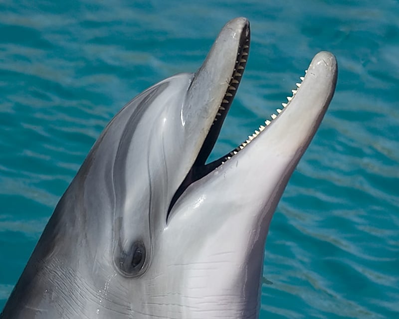2-Hour Wilmington Island Dolphin Cruise