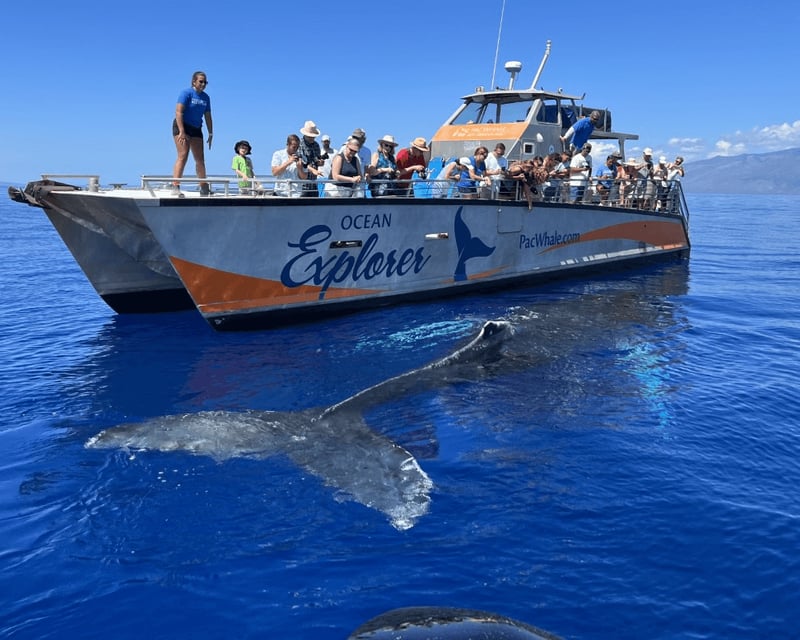Small-Group Whale Watching Cruise From Ma'alaea