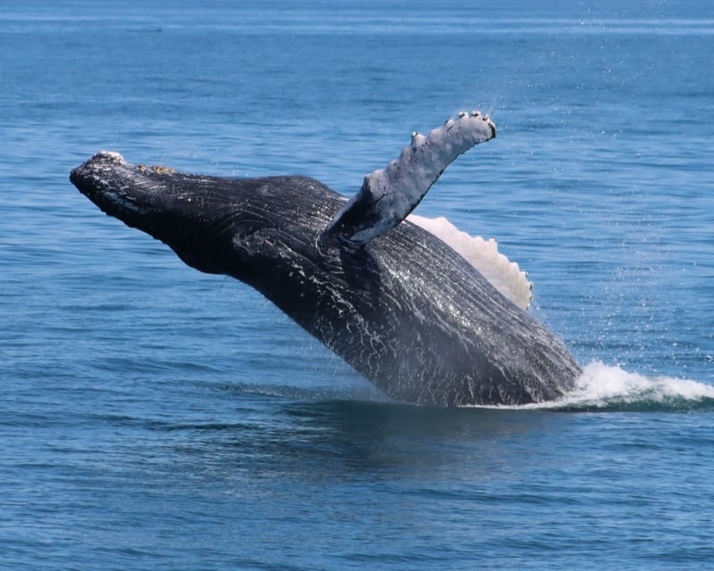 3-Hour Whale, Dolphin, and Bird Cruise in Cape May