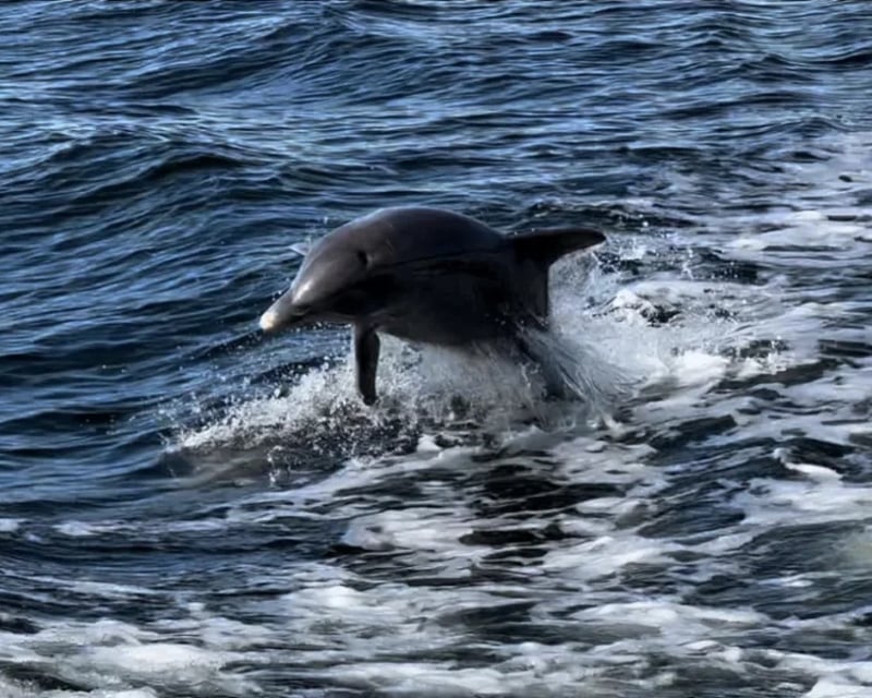 Cape Coral 4-Hour Dolphin Tour