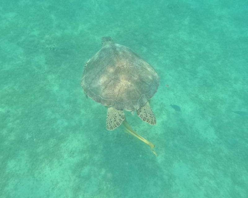 Guided Hike & Snorkel Tour in Virgin Islands National Park