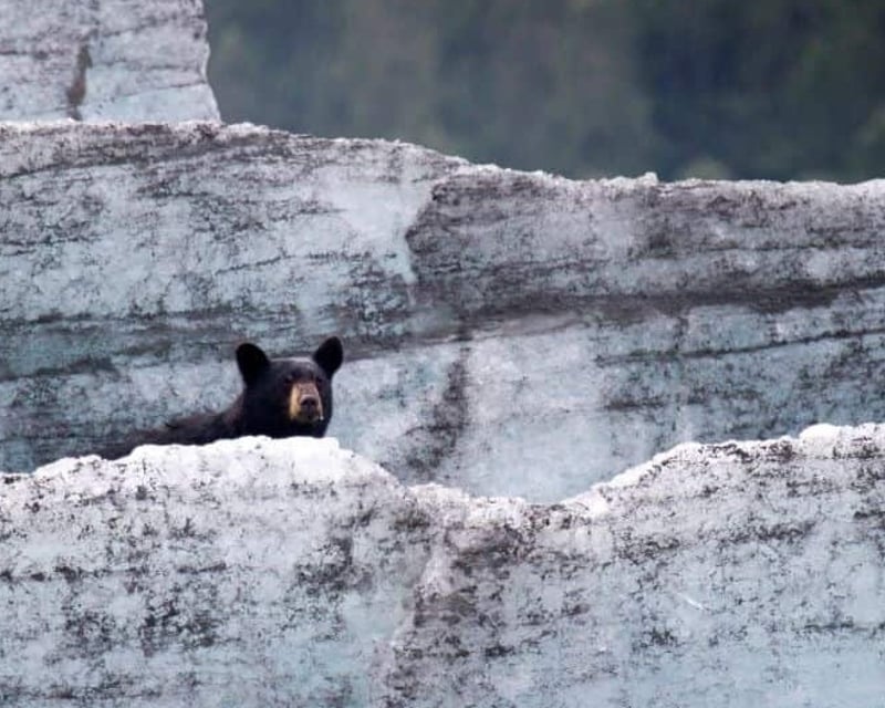 Spencer Glacier Iceberg Float & Wildlife Tour