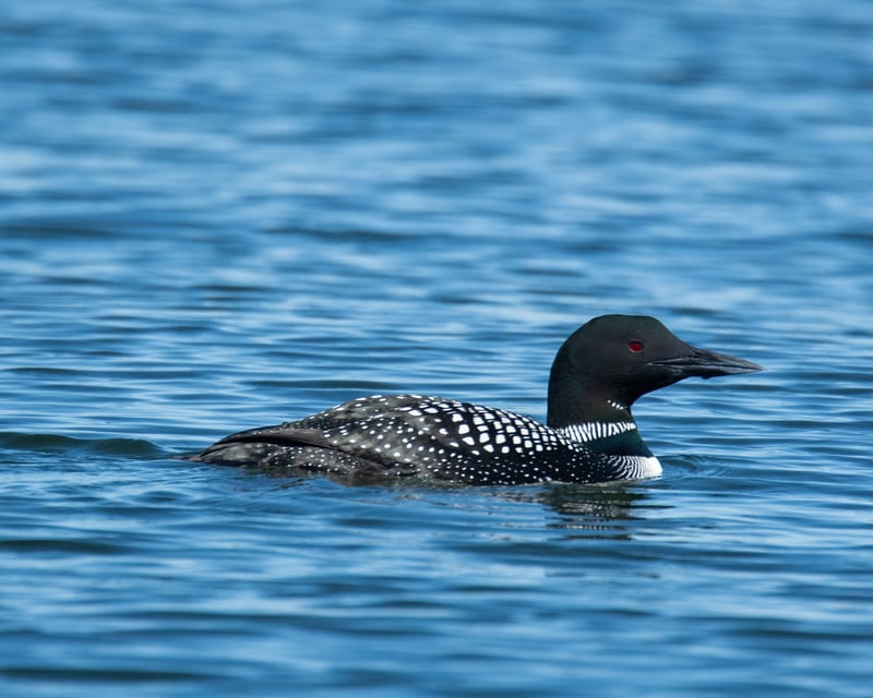 Lake Murray Loon Tour