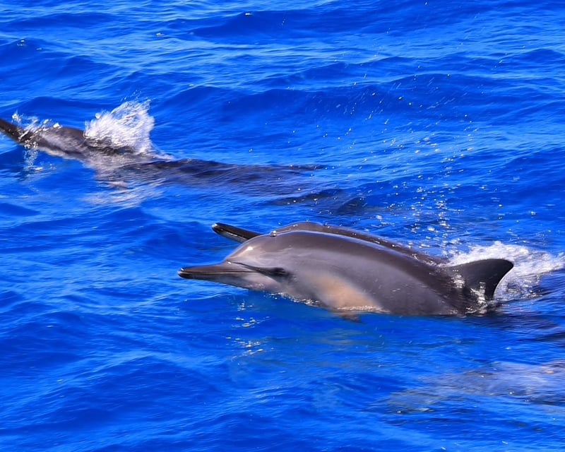 Kona Dolphin Watching & Reef Snorkeling Cruise