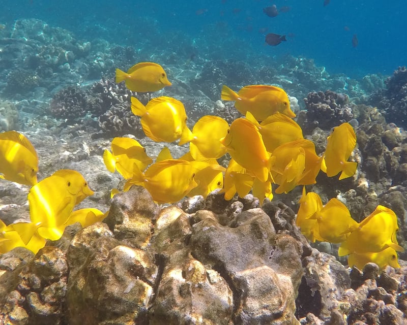 Afternoon Snorkel & Sail in Kailua-Kona