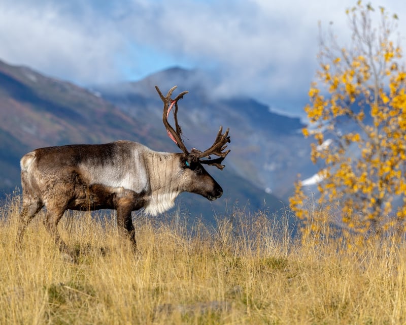 Portage Glacier Cruise & Wildlife Center from Anchorage