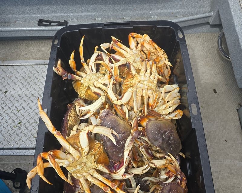 Pacific Ocean Dungeness Crabbing Trip in Coos Bay