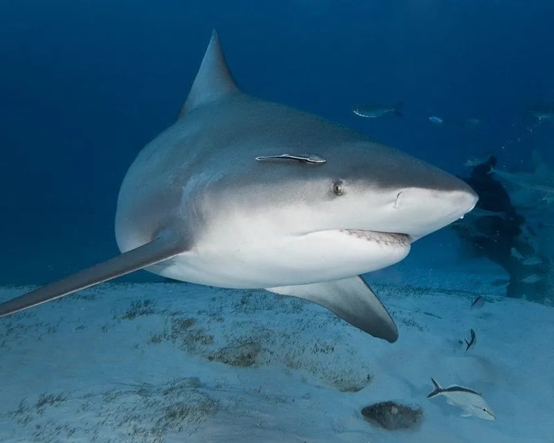 Advanced 2-Tank Bull Shark Dive at Bat Islands, Costa Rica