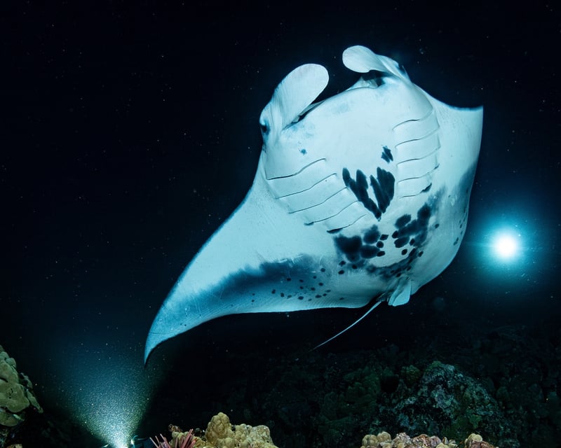 Manta Ray Night Dive & Snorkel in Kona with Sunset Dive