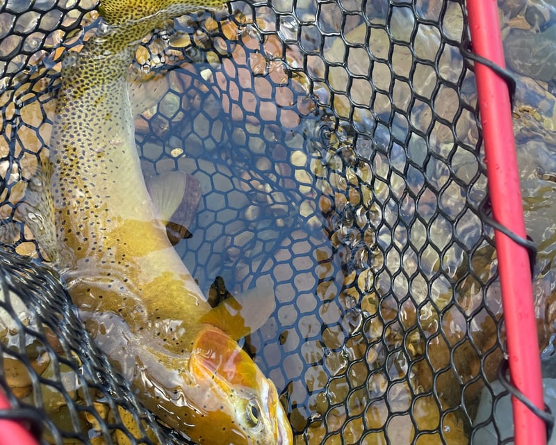 Walk & Wade Fly Fishing on North Fork Coeur d'Alene River