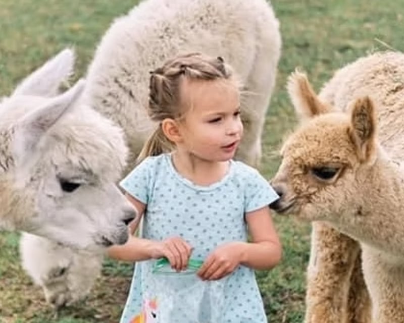 Private Alpaca Farm Tour in Traverse City
