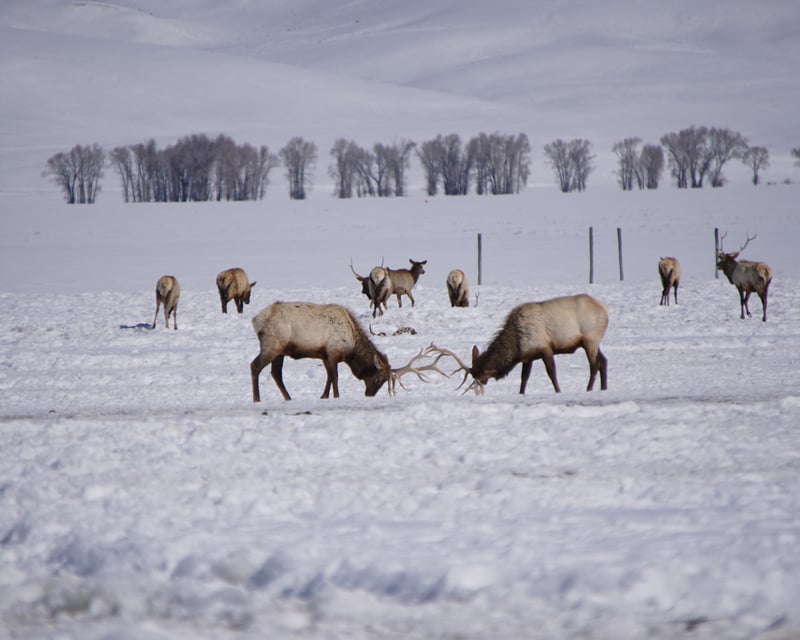 Après-Ski Wildlife Tour in Jackson