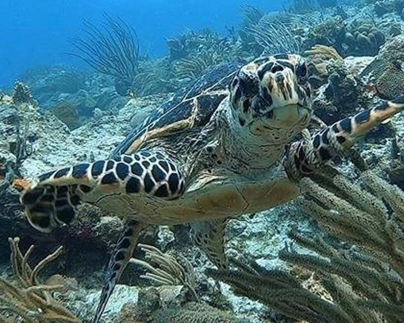 2-Tank Scuba Dive in St. Thomas