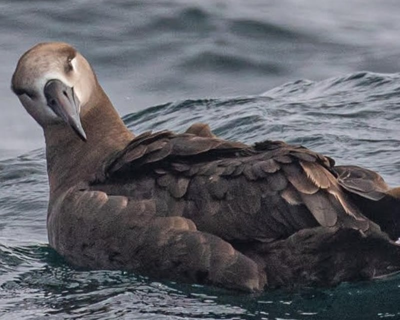 8-Hour Monterey Bay Seabird Tour