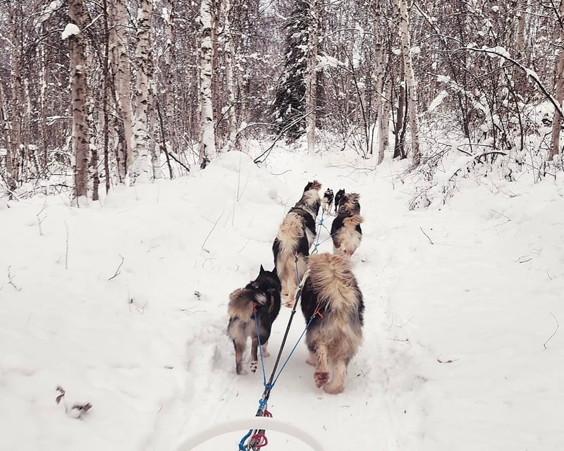 Private Dog Sled Ride & Puppy Visit in Fairbanks