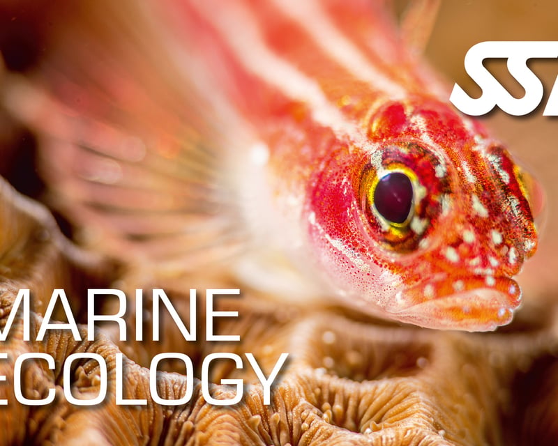 Marine Ecology Certification Course in Ramrod Key