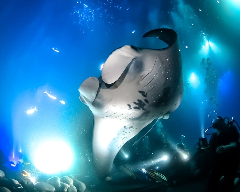 Sunset Manta Ray Snorkel & Dive in Kona