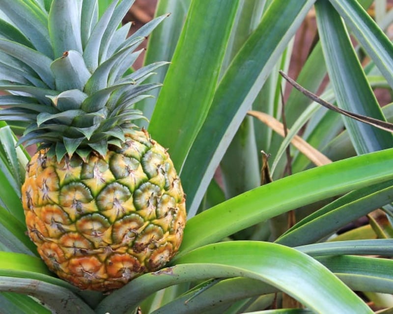 Explore Oahu Grand Circle Tour From Waikiki