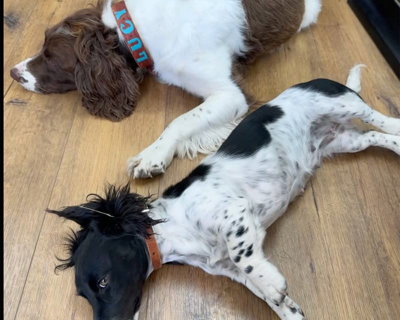 Leather Dog Collar Making Workshop in Grand Lake
