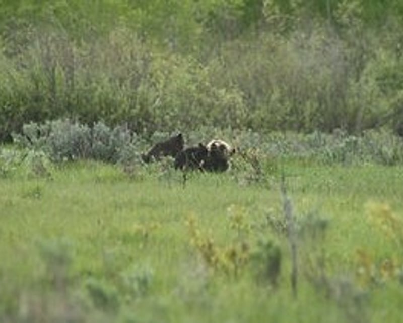 Custom Private Full-Day Yellowstone National Park Tour
