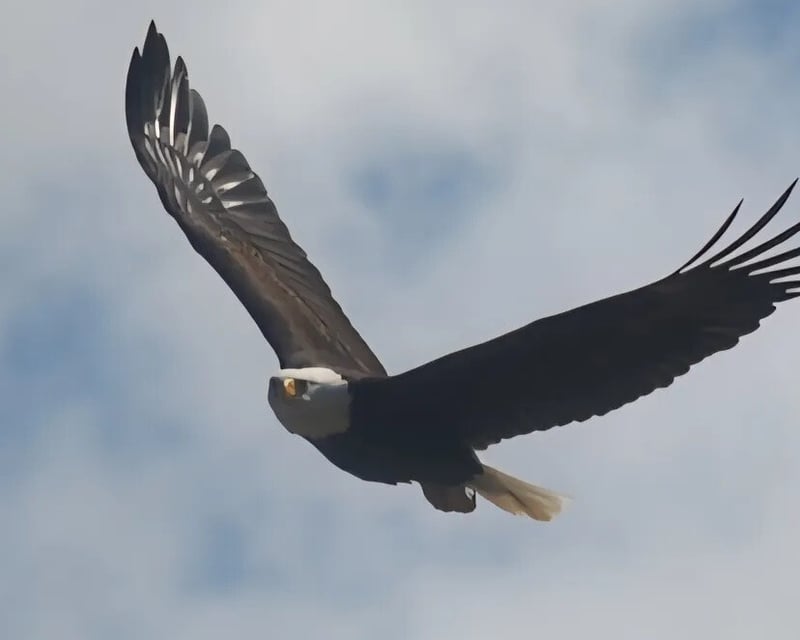 Private Herring Cove Wildlife Tour in Ketchikan