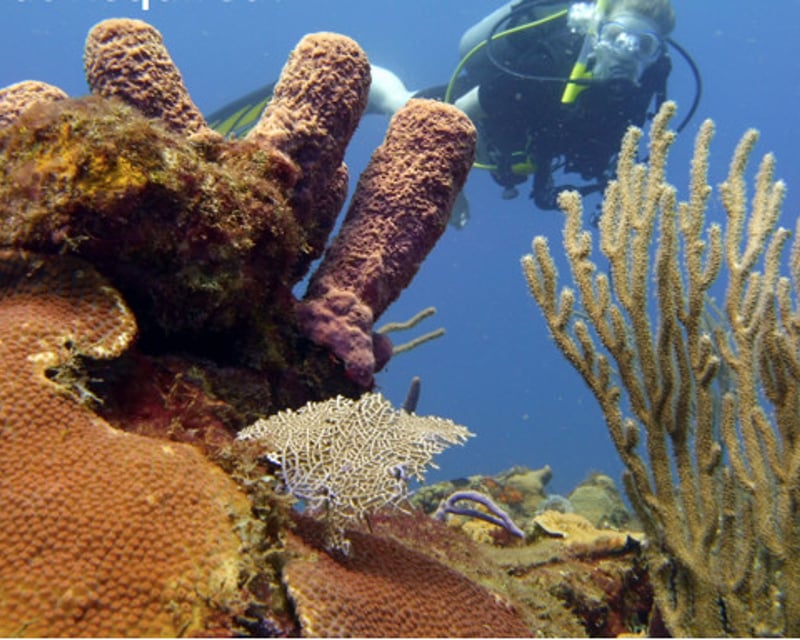 Guided Reef & Wall Shore Dive in Aguadilla