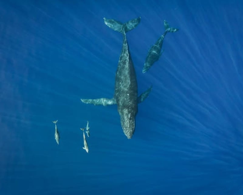 Whale & Marine Wildlife Boat Tour in Haleiwa, Oahu
