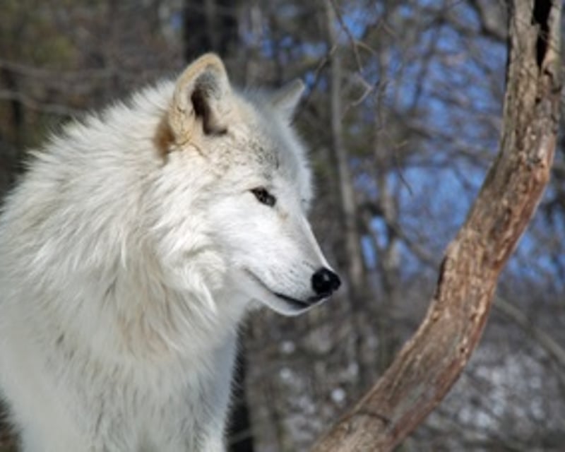 Adults-Only Wolf Tour in Columbia