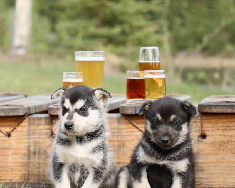 Puppy Social & Sled Dog Tour in Fairbanks
