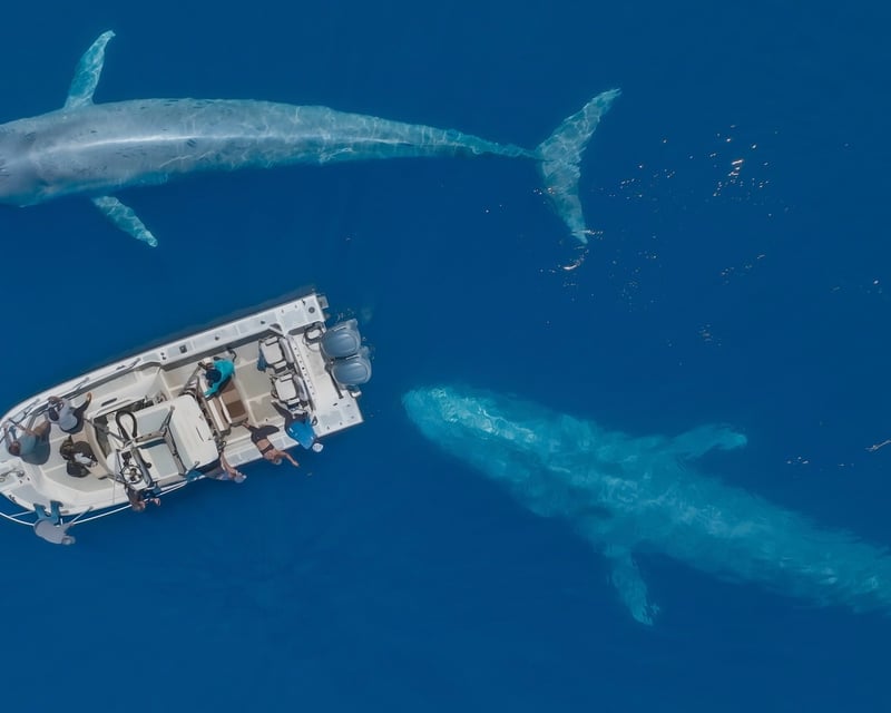 San Diego Blue Whale Watching Cruise