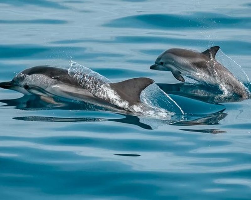 Pensacola Beach 2-Hour Dolphin Cruise