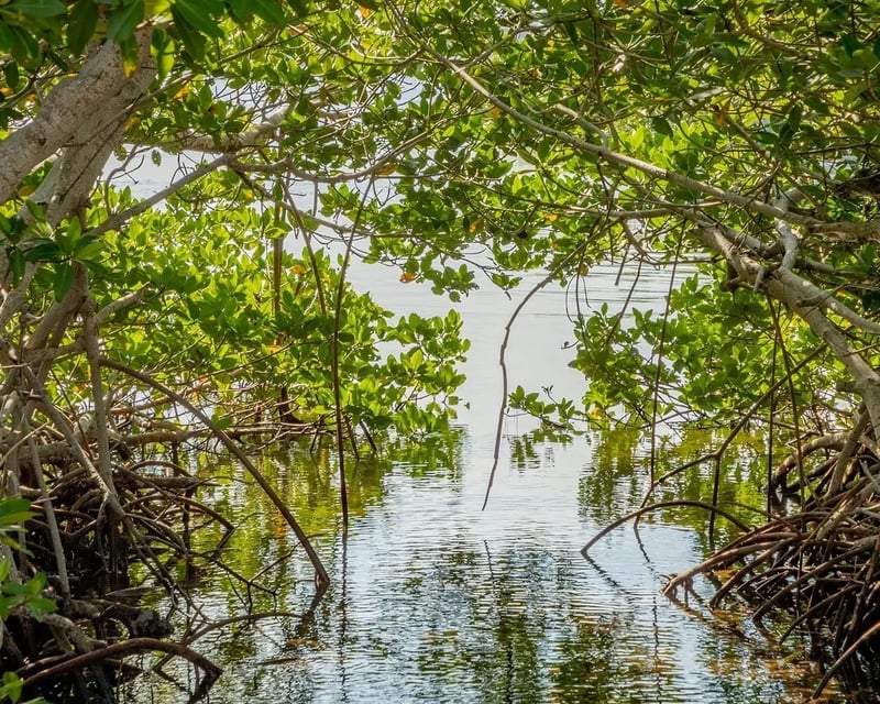 Explore Crane Point Nature Preserve in Marathon