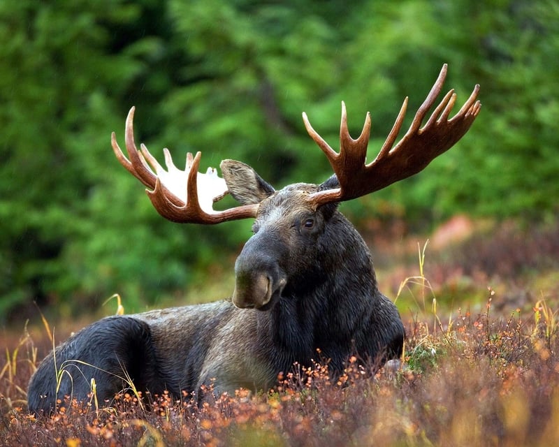 Grand Teton Sunset Guided Tour