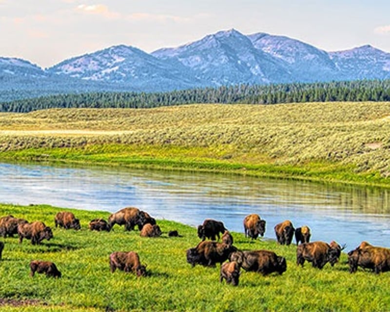 Yellowstone Lower Loop Guided Tour With Biologist