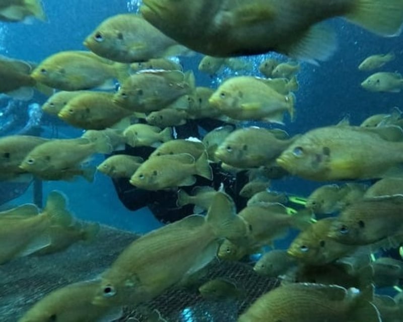 Blue Grotto & Devil's Den Scuba Dives in Williston